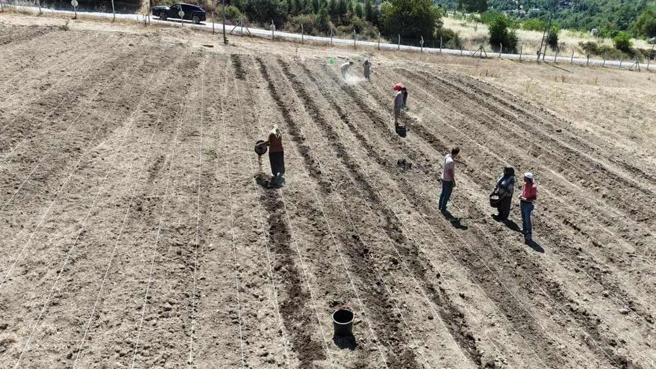Dünyanın en pahalı baharatı: 'Milli bitki' toprakla buluşuyor
