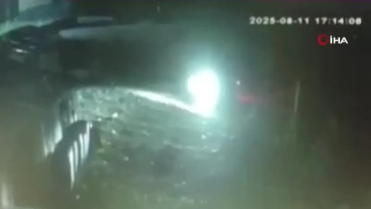 Hayvanseverleri ayağa kaldıran olay! Köpekleri kurşun yağmuruna tuttular 