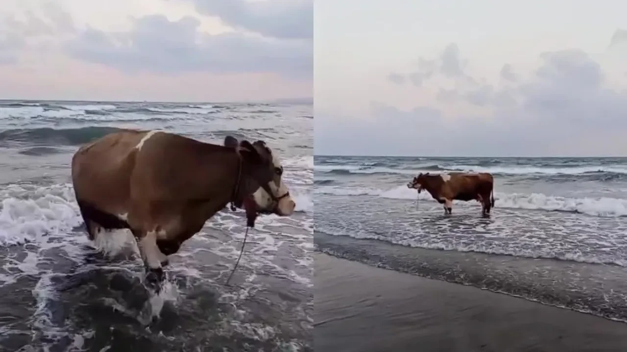 Kavurucu sıcaktan bunalan inek soluğu denizde aldı