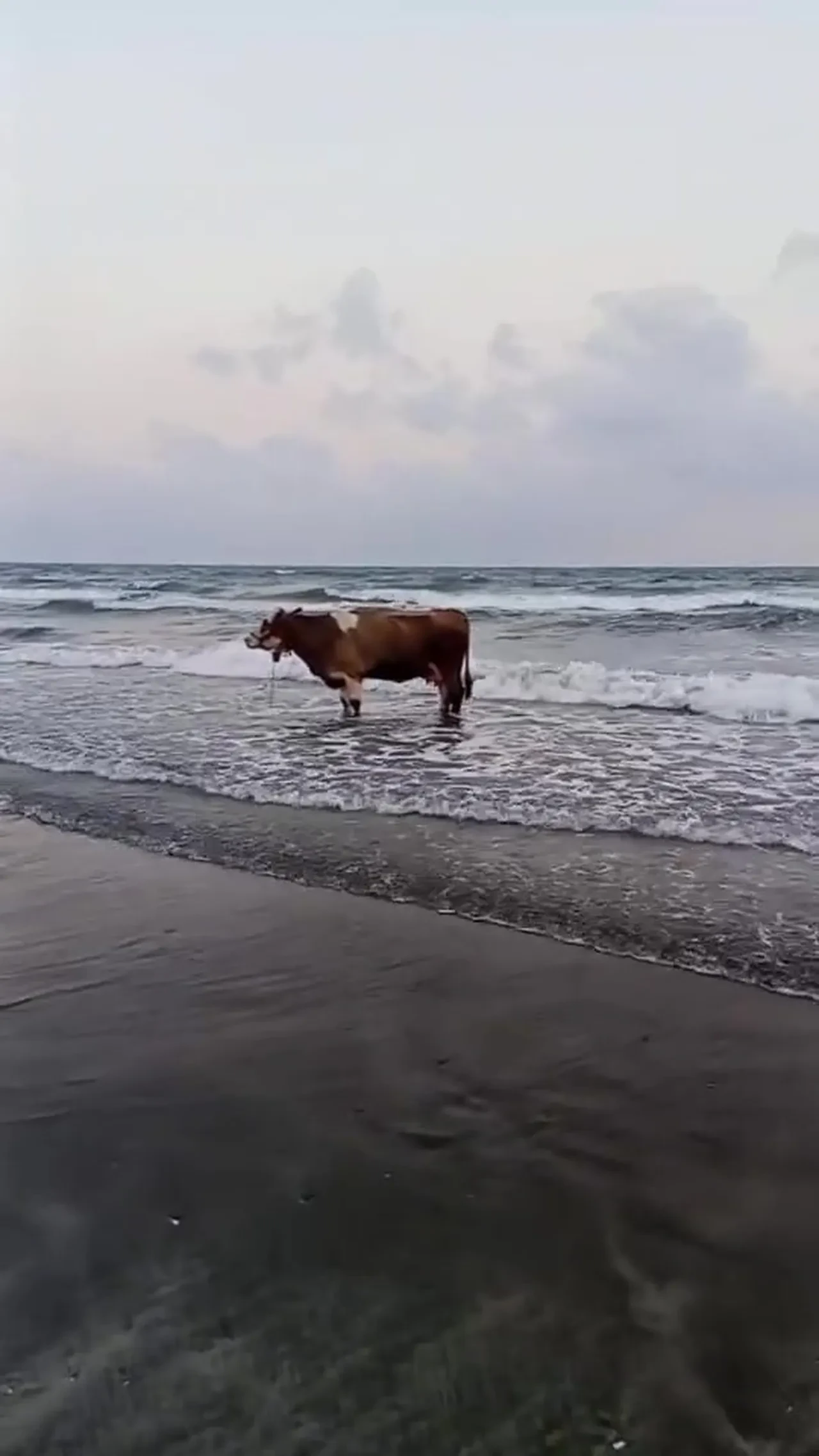 Kavurucu sıcaktan bunalan inek soluğu denizde aldı