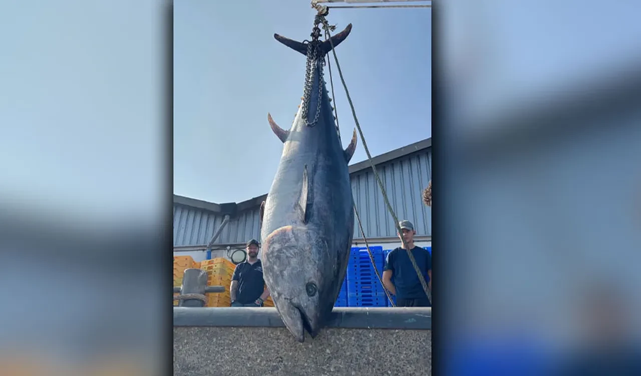 Dev ton balığı, balıkçıları şoka soktu! Tekneden vinçle indirildi