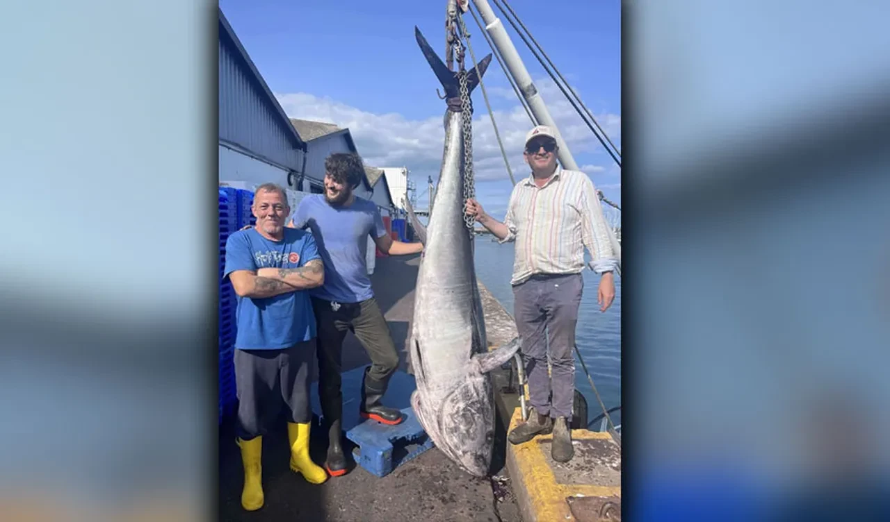 Dev ton balığı, balıkçıları şoka soktu! Tekneden vinçle indirildi