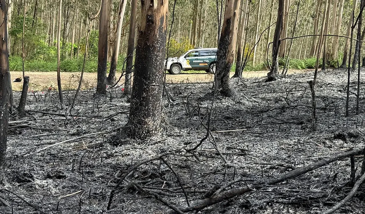 İspanya küle döndü! 14 farklı orman yangınından çok sayıda ölü var