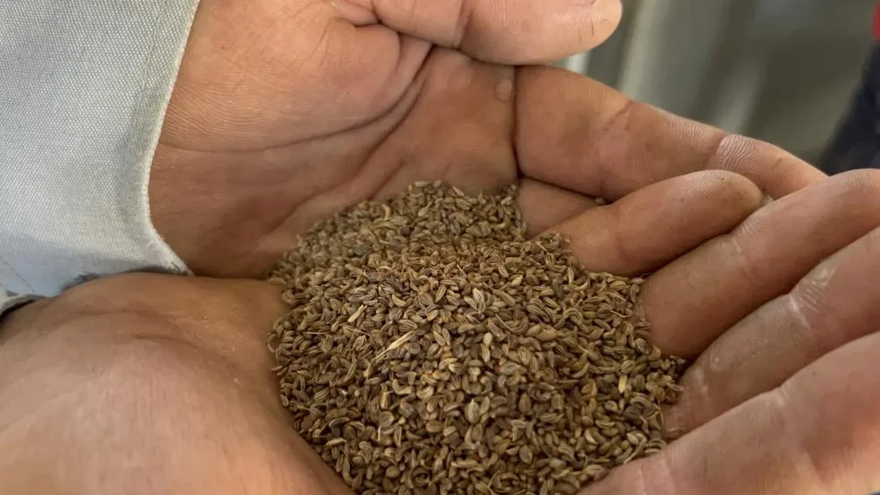 Tarlada hasat başladı: Kilosu 100 TL! Türkiye'nin ihtiyacının yüzde 75'ini karşılıyor