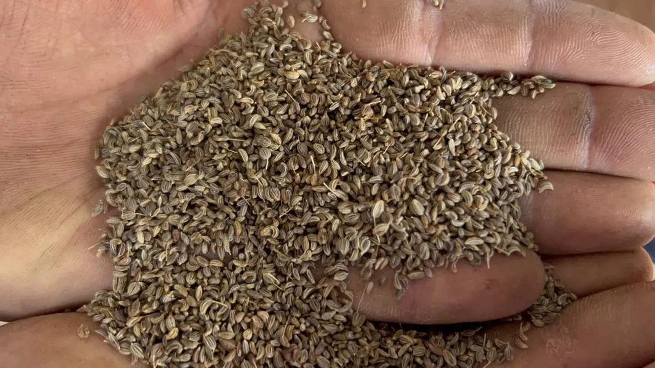 Tarlada hasat başladı: Kilosu 100 TL! Türkiye'nin ihtiyacının yüzde 75'ini karşılıyor