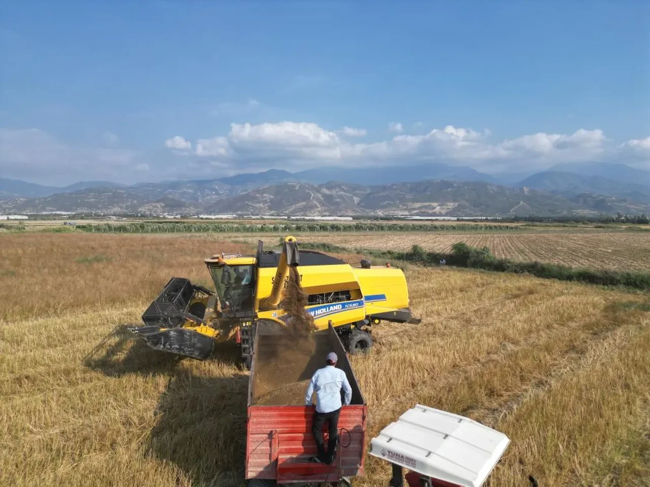 Tarlada hasat başladı: Kilosu 100 TL! Türkiye'nin ihtiyacının yüzde 75'ini karşılıyor