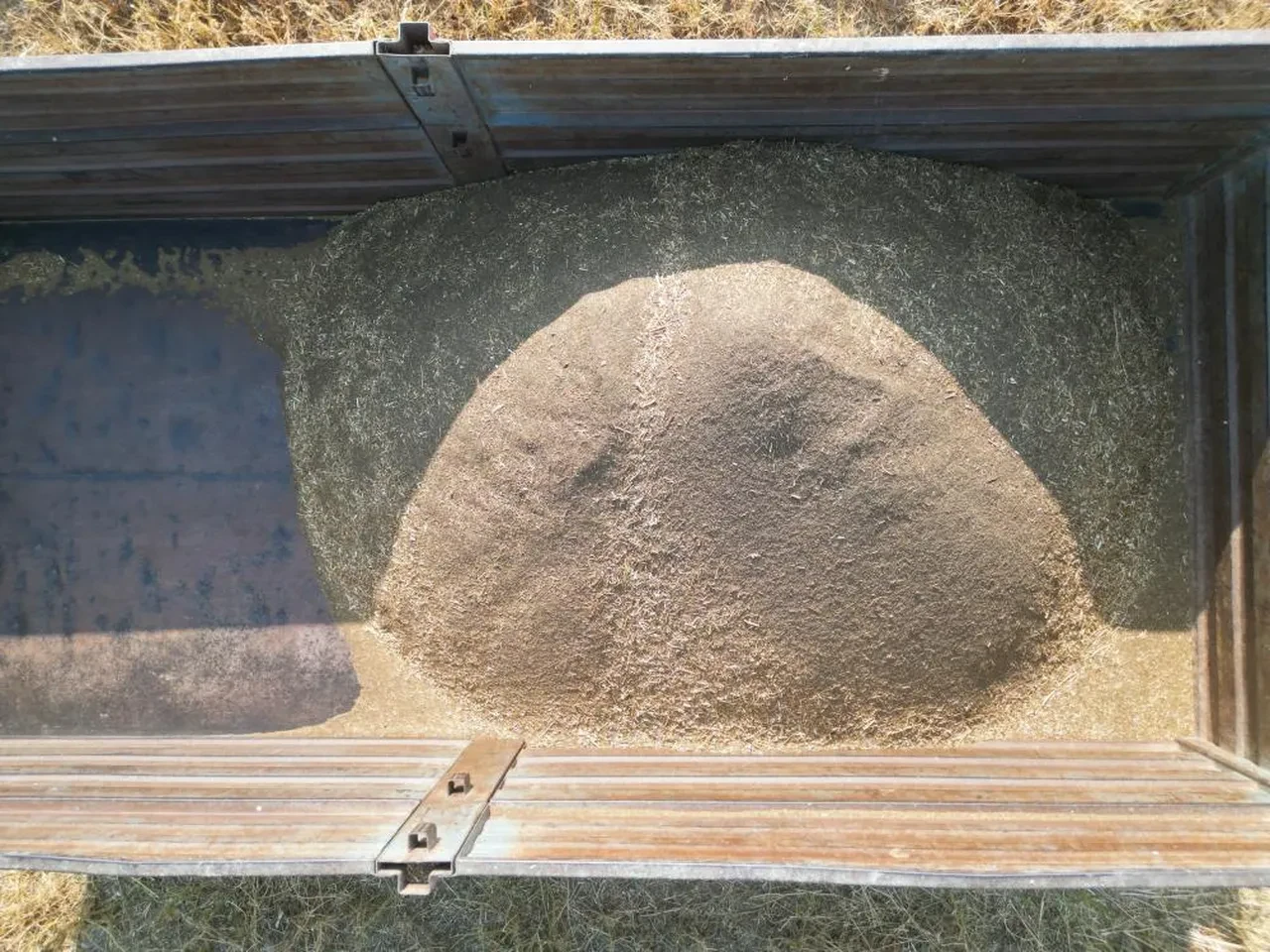 Tarlada hasat başladı: Kilosu 100 TL! Türkiye'nin ihtiyacının yüzde 75'ini karşılıyor