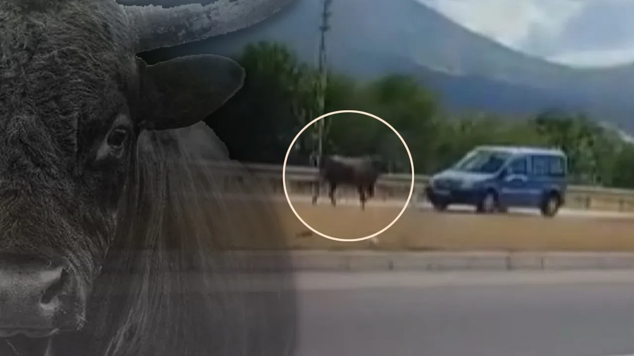 Ters yönde boğa var! Kesimden kaçıp trafiği allak bullak etti 