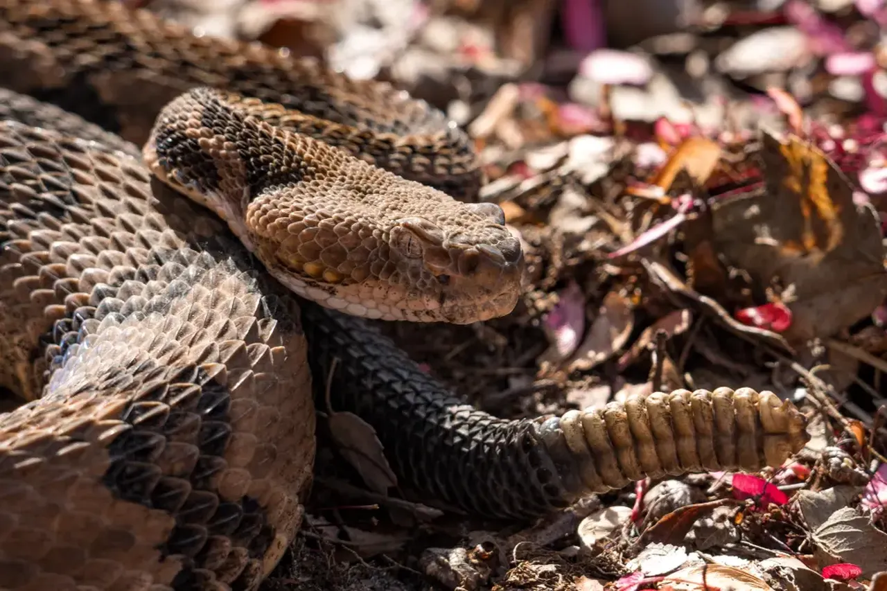 Yürüyüş sırasında görüp eline aldığı yılan sonunu getirdi!