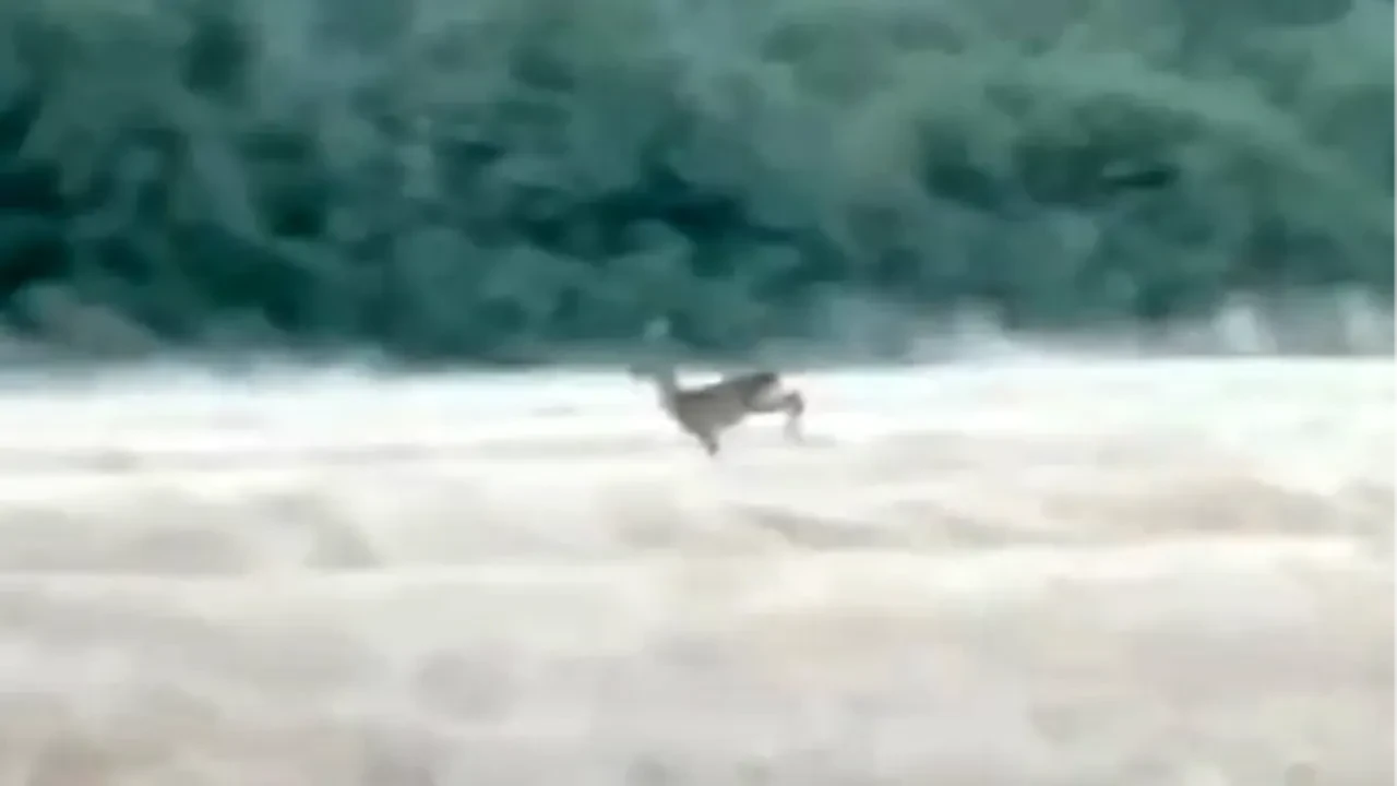 Alevler arasında kalan karaca yangından böyle kaçtı