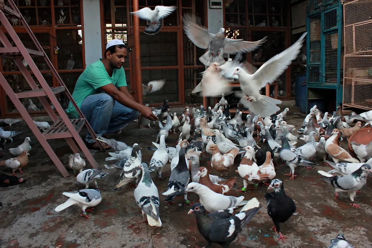 Artık halk güvercin besleyemeyecek! Yasak geldi