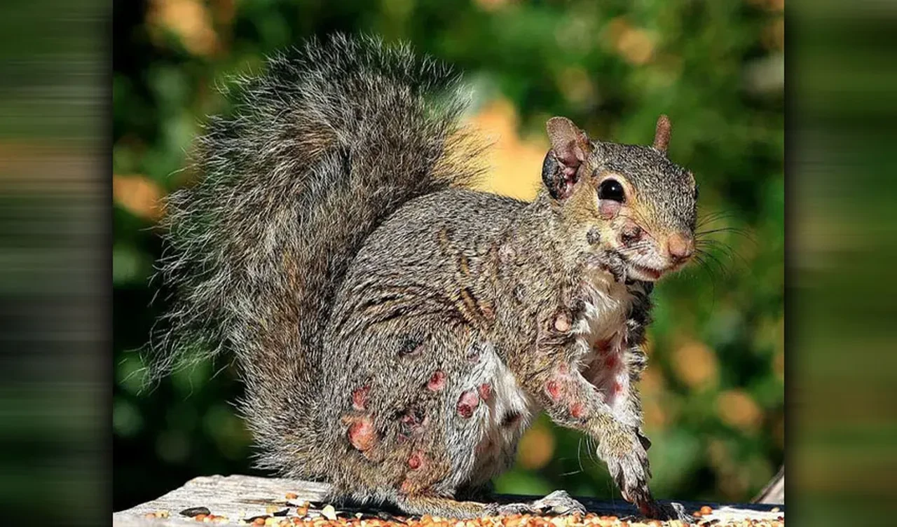 Boynuzlu tavşanlardan sonra 'zombi sincaplar' ortaya çıktı! Hayvanların değişimi korku saçıyor