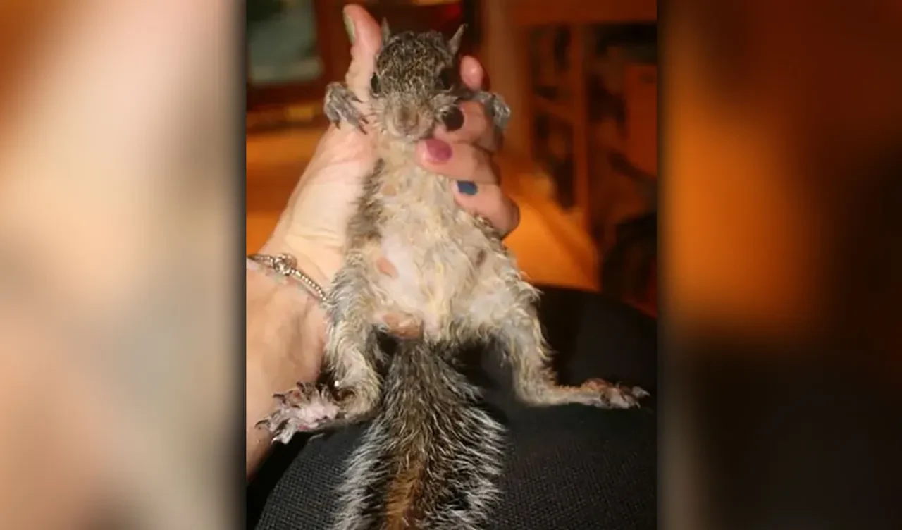 Boynuzlu tavşanlardan sonra 'zombi sincaplar' ortaya çıktı! Hayvanların değişimi korku saçıyor