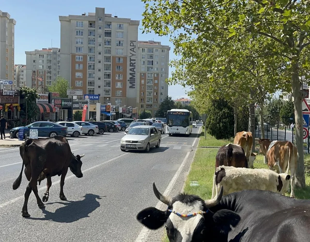 Firari inekler şehri bastı! Trafikte şaşkına çeviren görüntüler