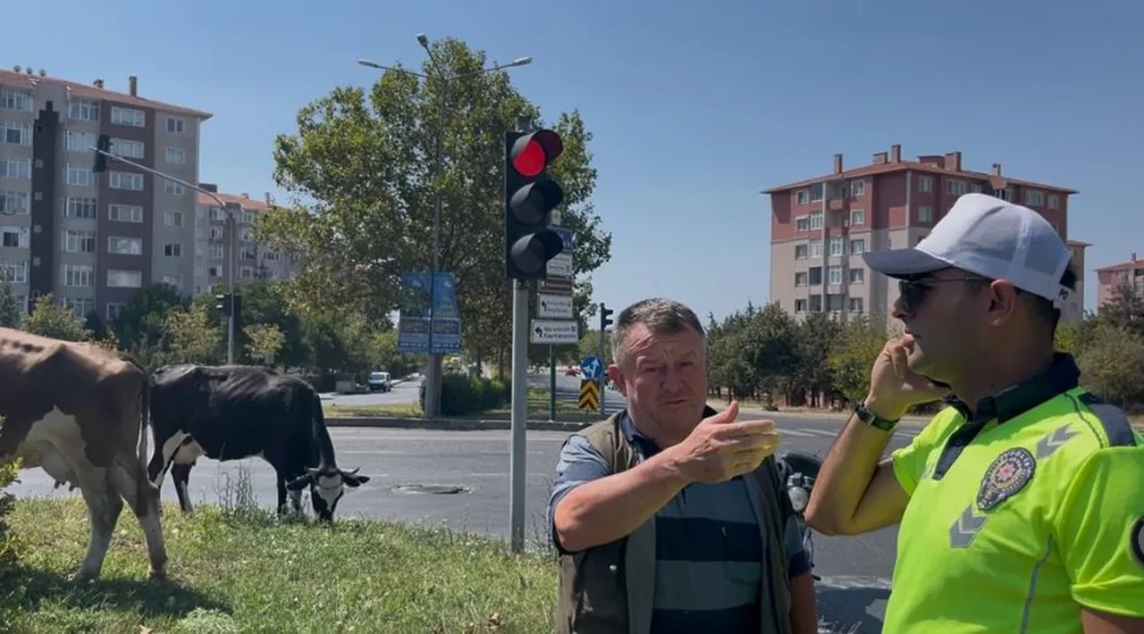 Firari inekler şehri bastı! Trafikte şaşkına çeviren görüntüler