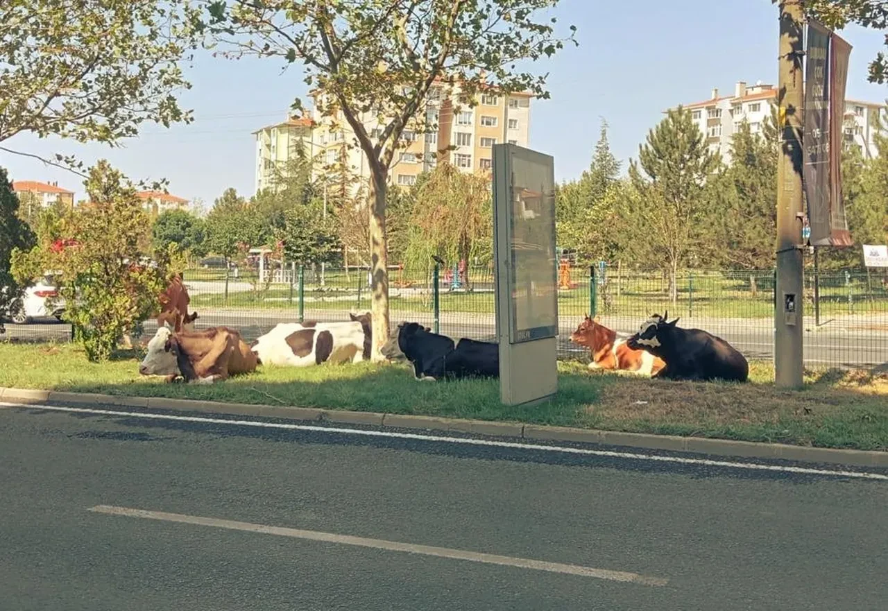 Firari inekler şehri bastı! Trafikte şaşkına çeviren görüntüler