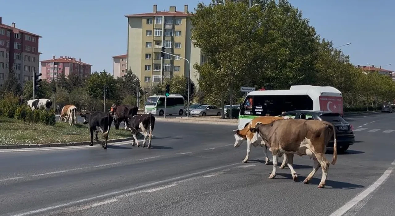 Firari inekler şehri bastı! Trafikte şaşkına çeviren görüntüler