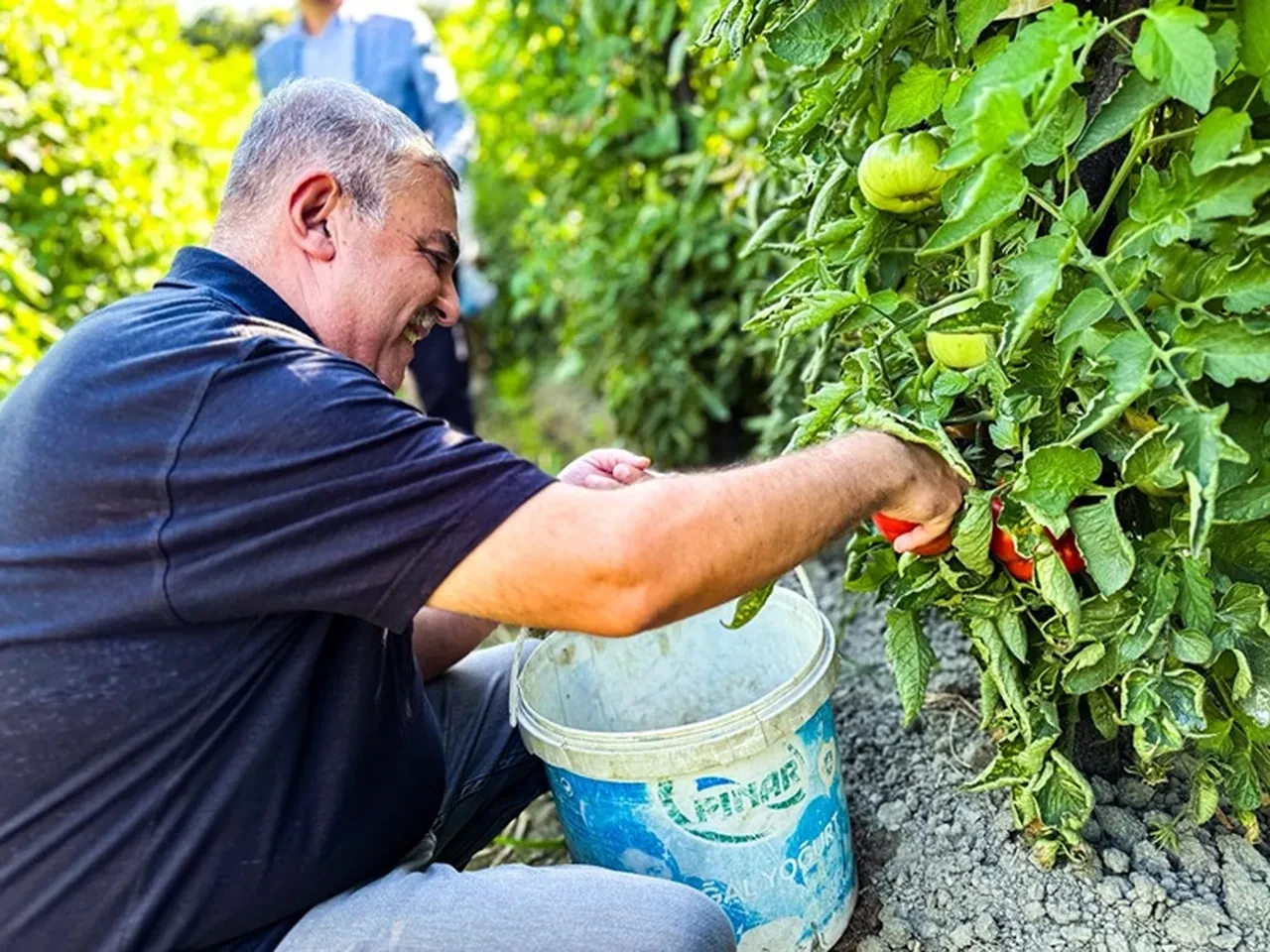 Sinop'ta coğrafi işaretli Boyabat Gazidere domatesinin hasadı başladı