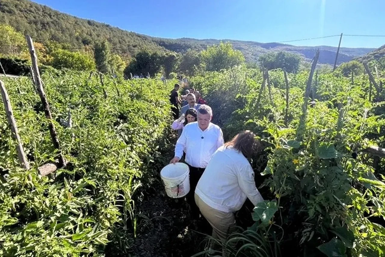 Sinop'ta coğrafi işaretli Boyabat Gazidere domatesinin hasadı başladı