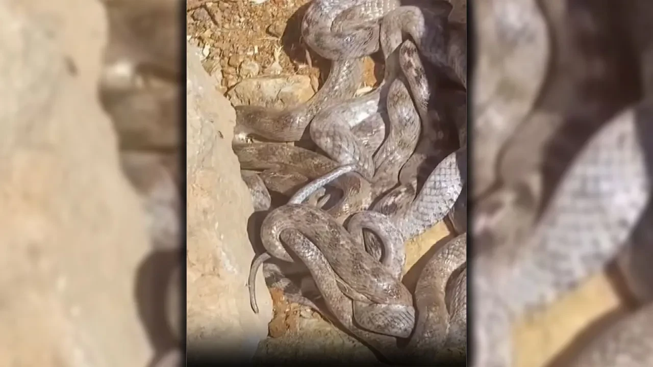 Tahta toplarken gördüklerine inanamadı! O anlar kamerada