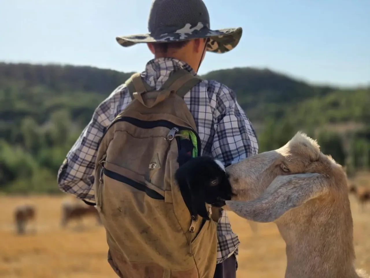 Anne keçi çantada taşınan yavrusunun peşinden ayrılmadı