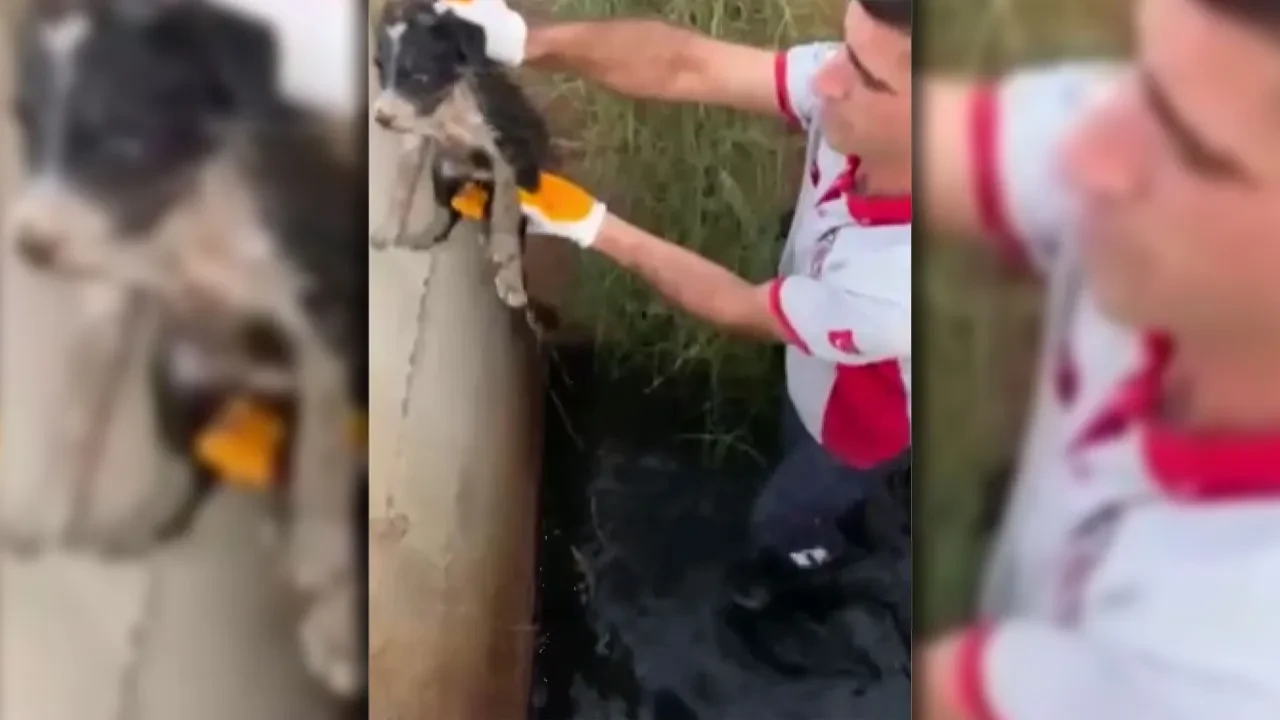 Atık su kuyusunda mahsur kalan 2 yavru köpek kurtarıldı! O anlar kamerada