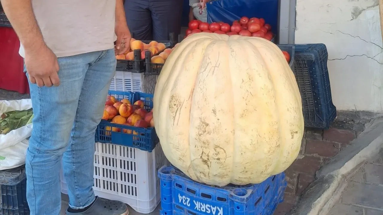 Böylesi görülmedi! Dev bal kabağı vatandaşı hayrete düşürdü