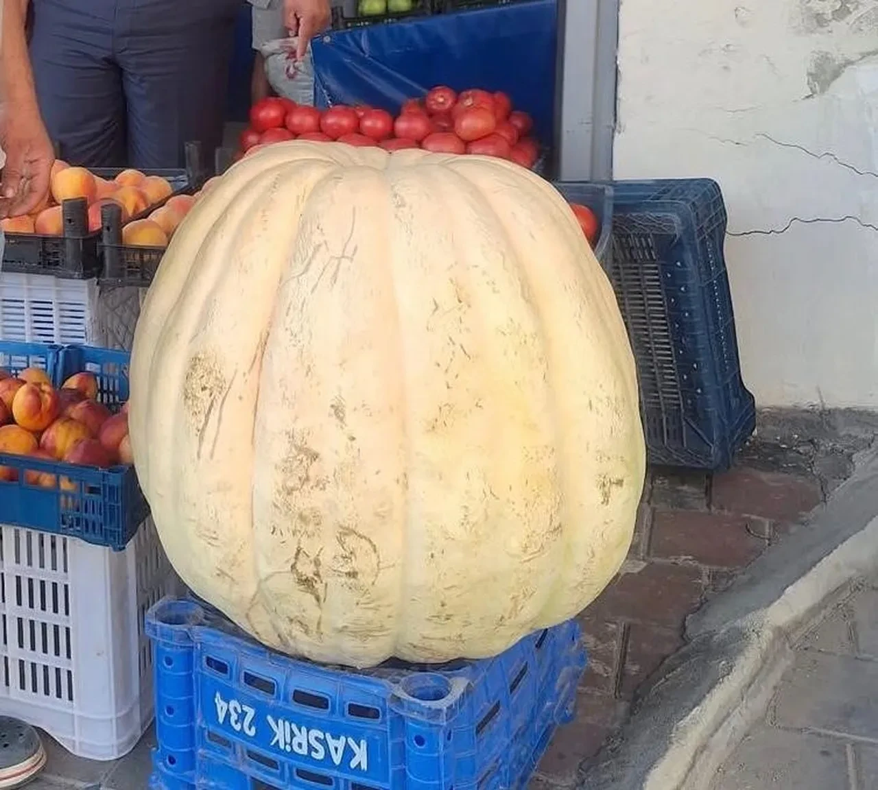 Böylesi görülmedi! Dev bal kabağı vatandaşı hayrete düşürdü