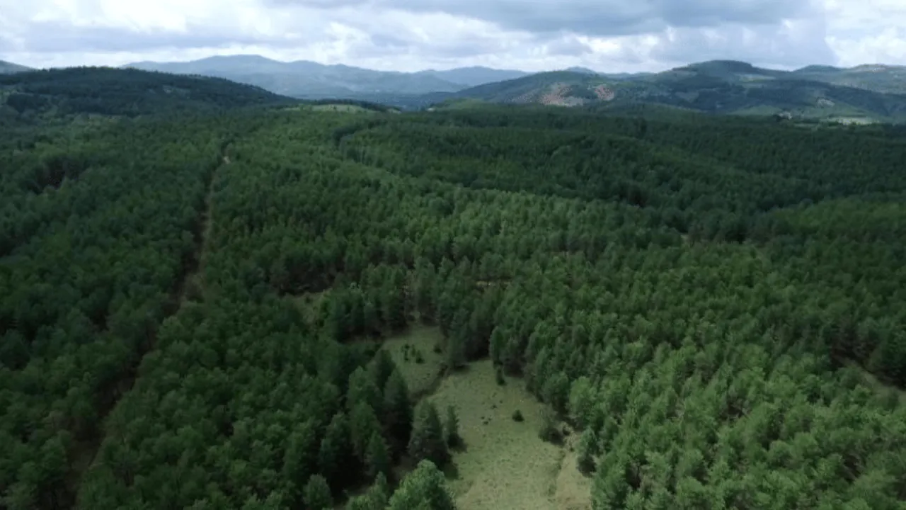 Karadeniz ormanları talan mı edilecek! O iddialara cevap geldi 