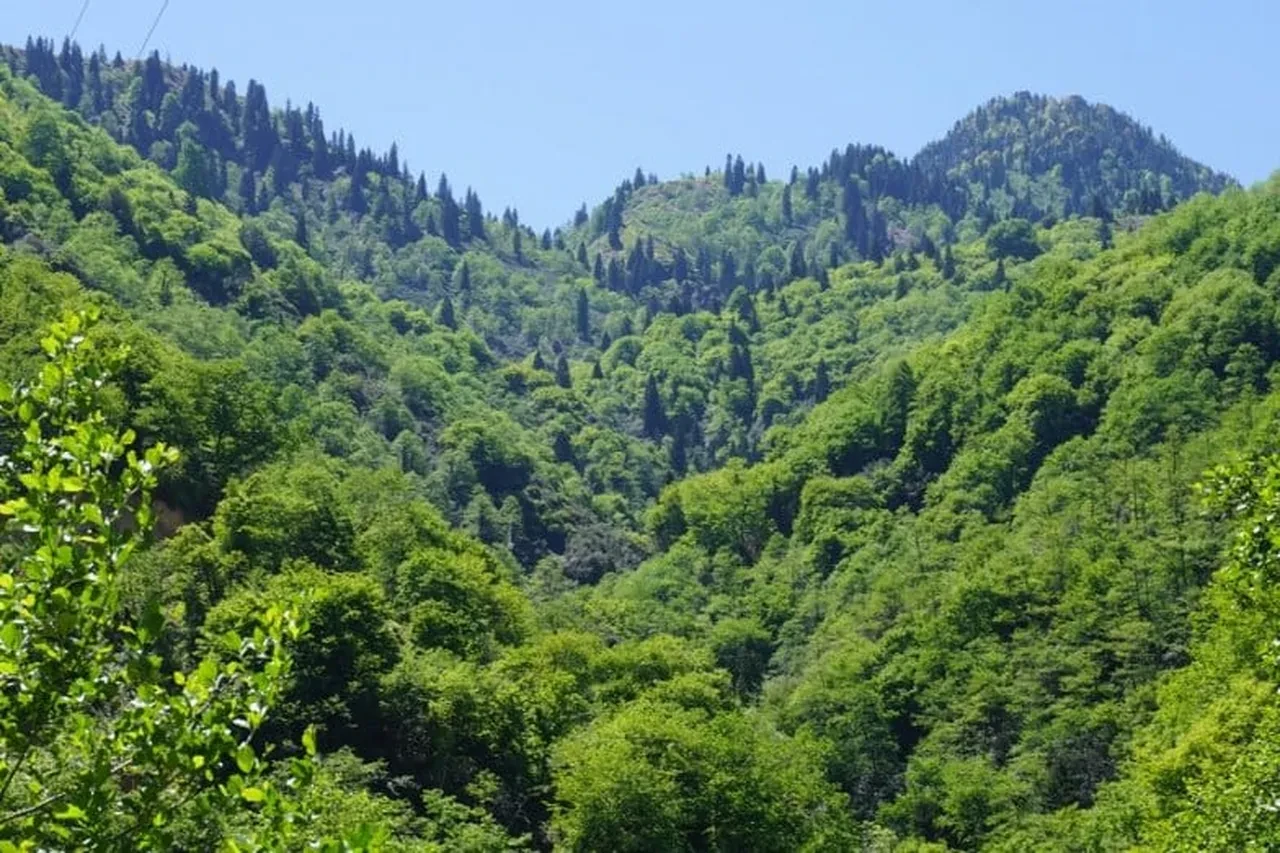 Karadeniz ormanları talan mı edilecek! O iddialara cevap geldi
