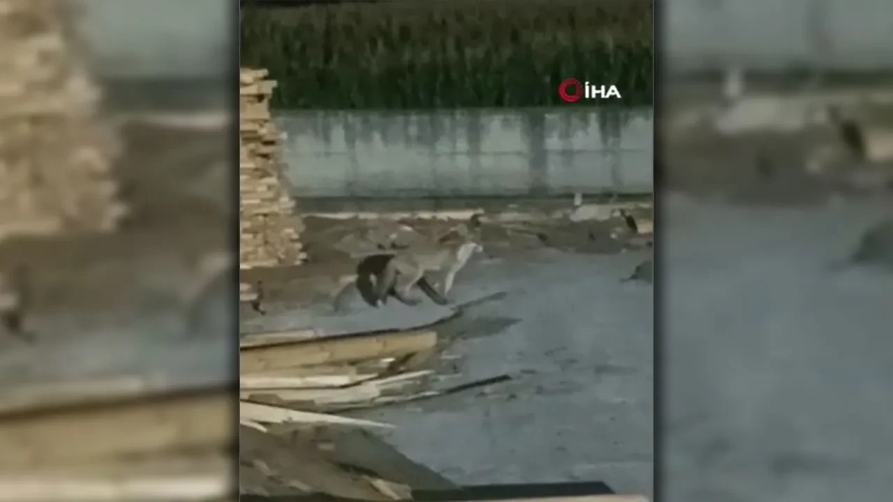 Palet üzerinde yatan tilkilere sitem etti! O anlar kamerada