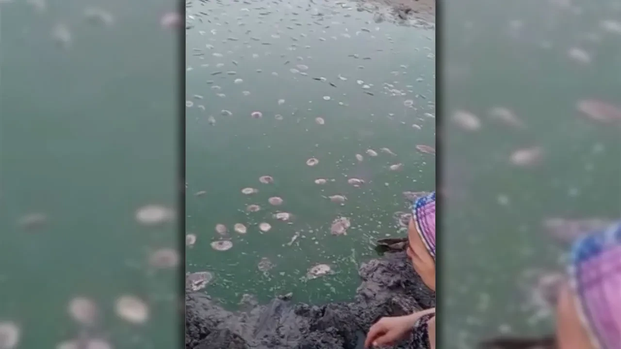 Tekirdağ'da gölette oksijen azalması nedeniyle balık ölümleri yaşandı!
