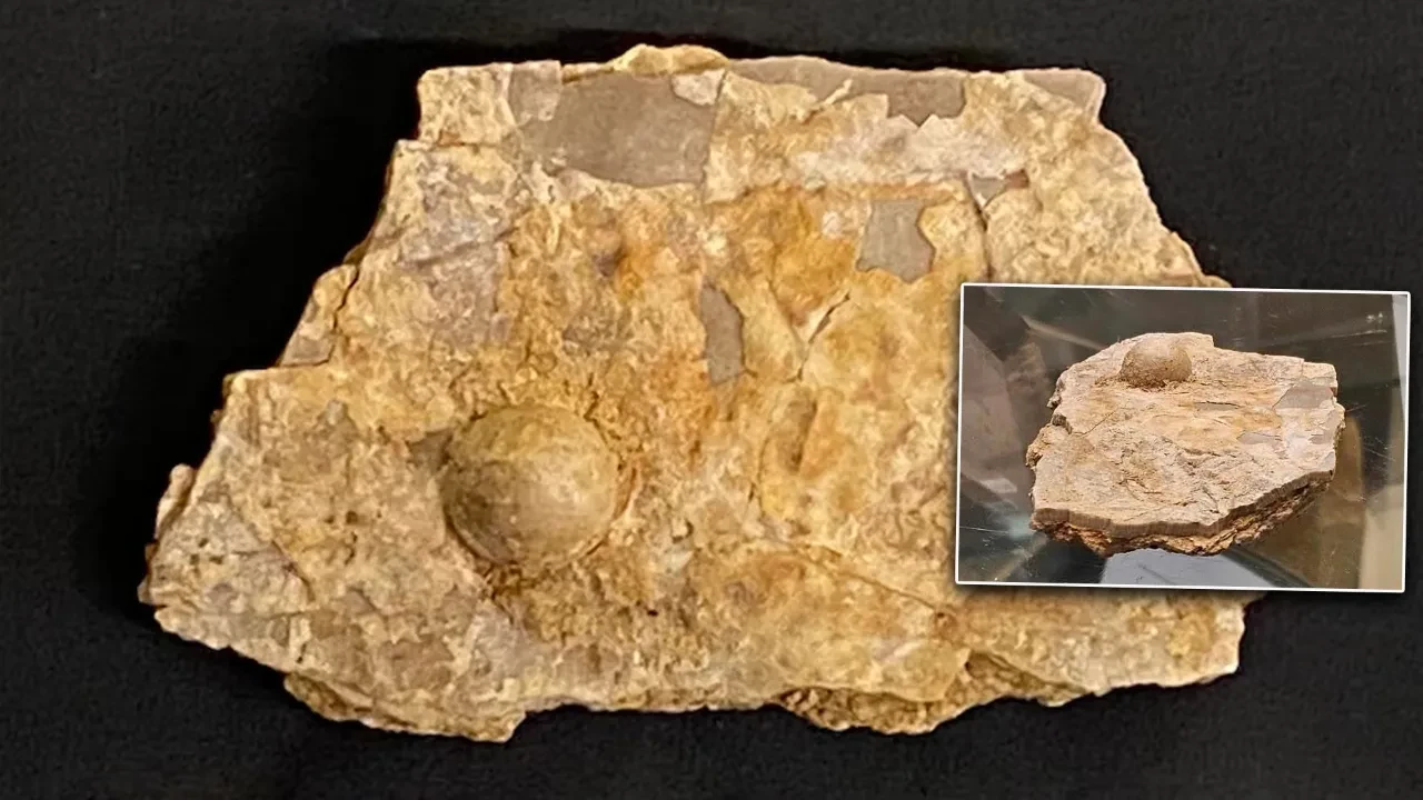 Turist buldu, paleontologlar doğruladı: 100 milyon yıllık fosil inci