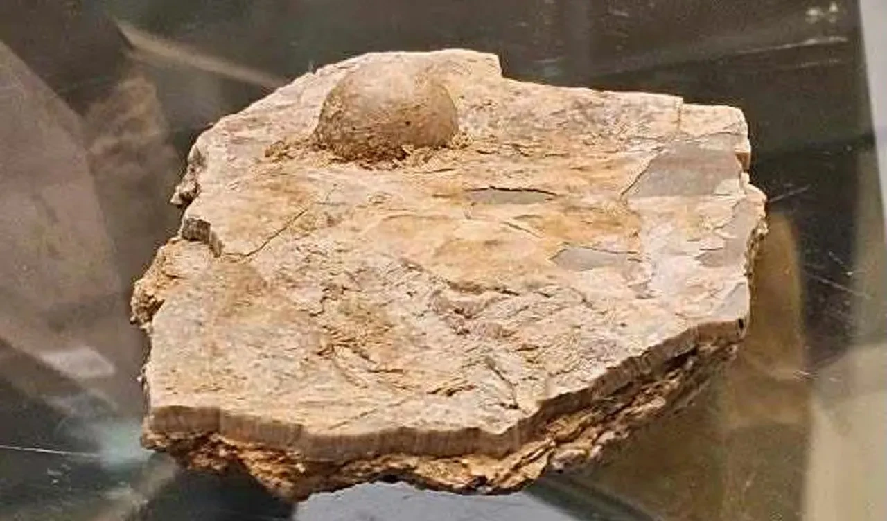 Turist buldu, paleontologlar doğruladı: 100 milyon yıllık fosil inci