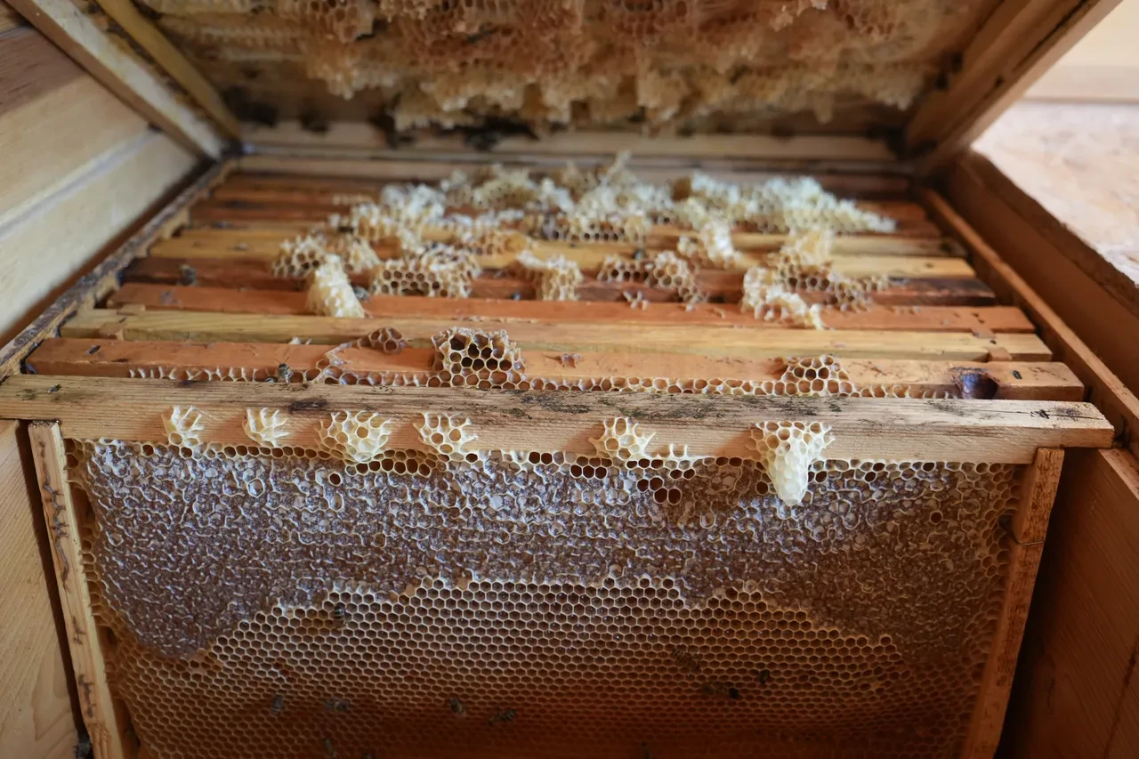 Arılarla yeni şifa kaynağı! Dev ülkeler uyguluyor şimdi Türkiye'de: Depresyon, alerjiye iyi geliyor