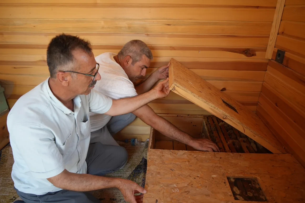 Arılarla yeni şifa kaynağı! Dev ülkeler uyguluyor şimdi Türkiye'de: Depresyon, alerjiye iyi geliyor