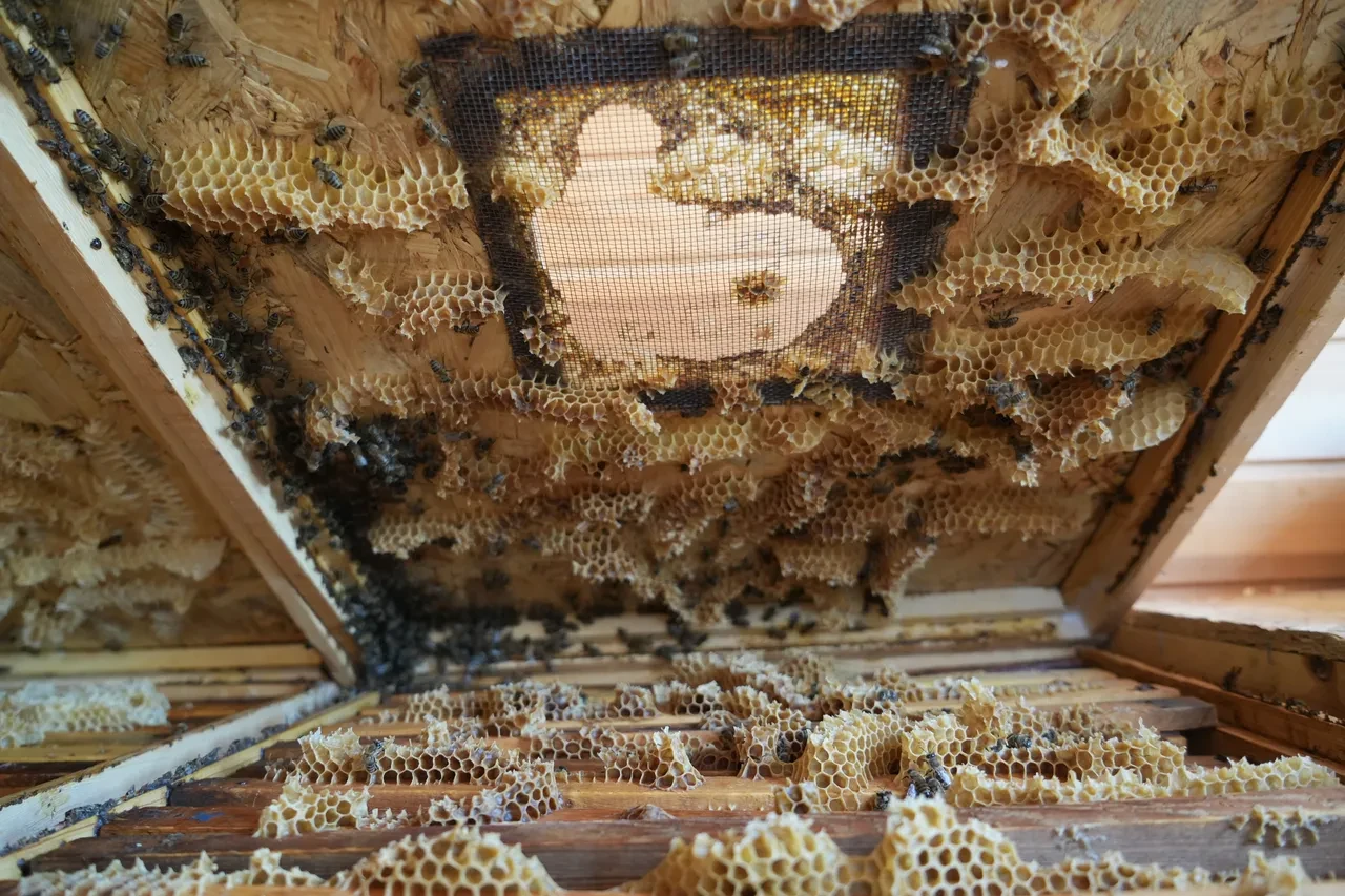 Arılarla yeni şifa kaynağı! Dev ülkeler uyguluyor şimdi Türkiye'de: Depresyon, alerjiye iyi geliyor