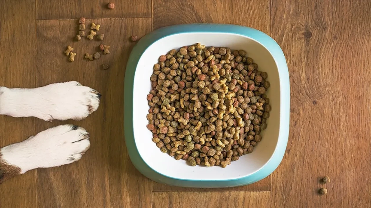 Düzce'den 420,3 ton kedi köpek maması ihraç edildi