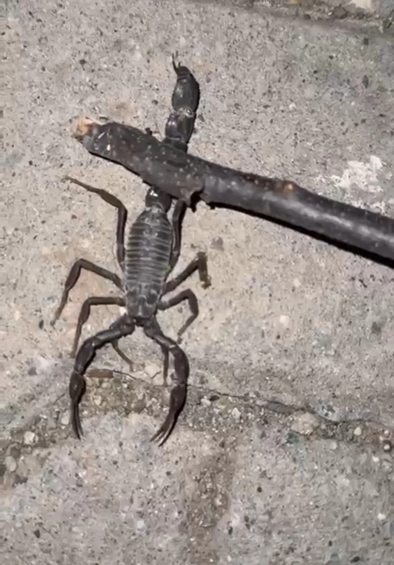 Köylüler dışarı adımını bile atamıyor! Günlerdir kabusu yaşıyorlar: 'Çok korkuyoruz'