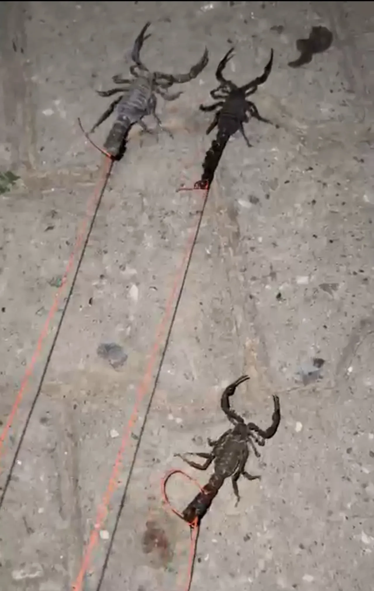 Köylüler dışarı adımını bile atamıyor! Günlerdir kabusu yaşıyorlar: 'Çok korkuyoruz'