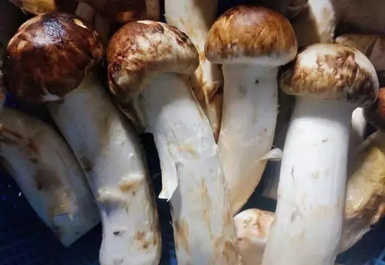 Dünyanın en pahalı 10 yiyeceği! Küçücük bir parçası bile servet değerinde