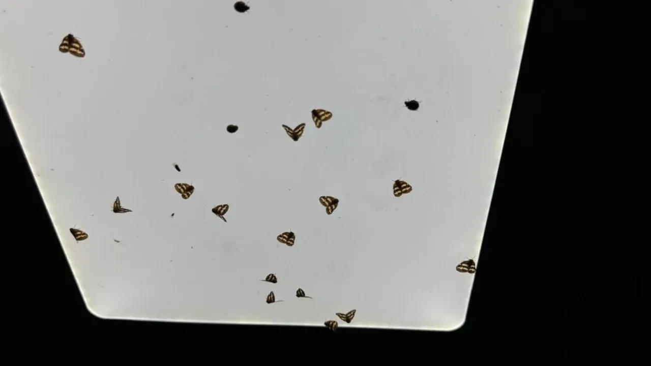 Rize'de 'vampir' kabusu: Hayatımda görmediğim bir şeyle karşı karşıyayız