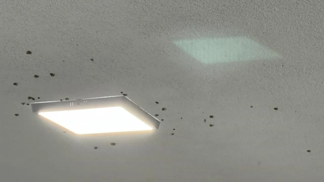 Rize'de 'vampir' kabusu: Hayatımda görmediğim bir şeyle karşı karşıyayız