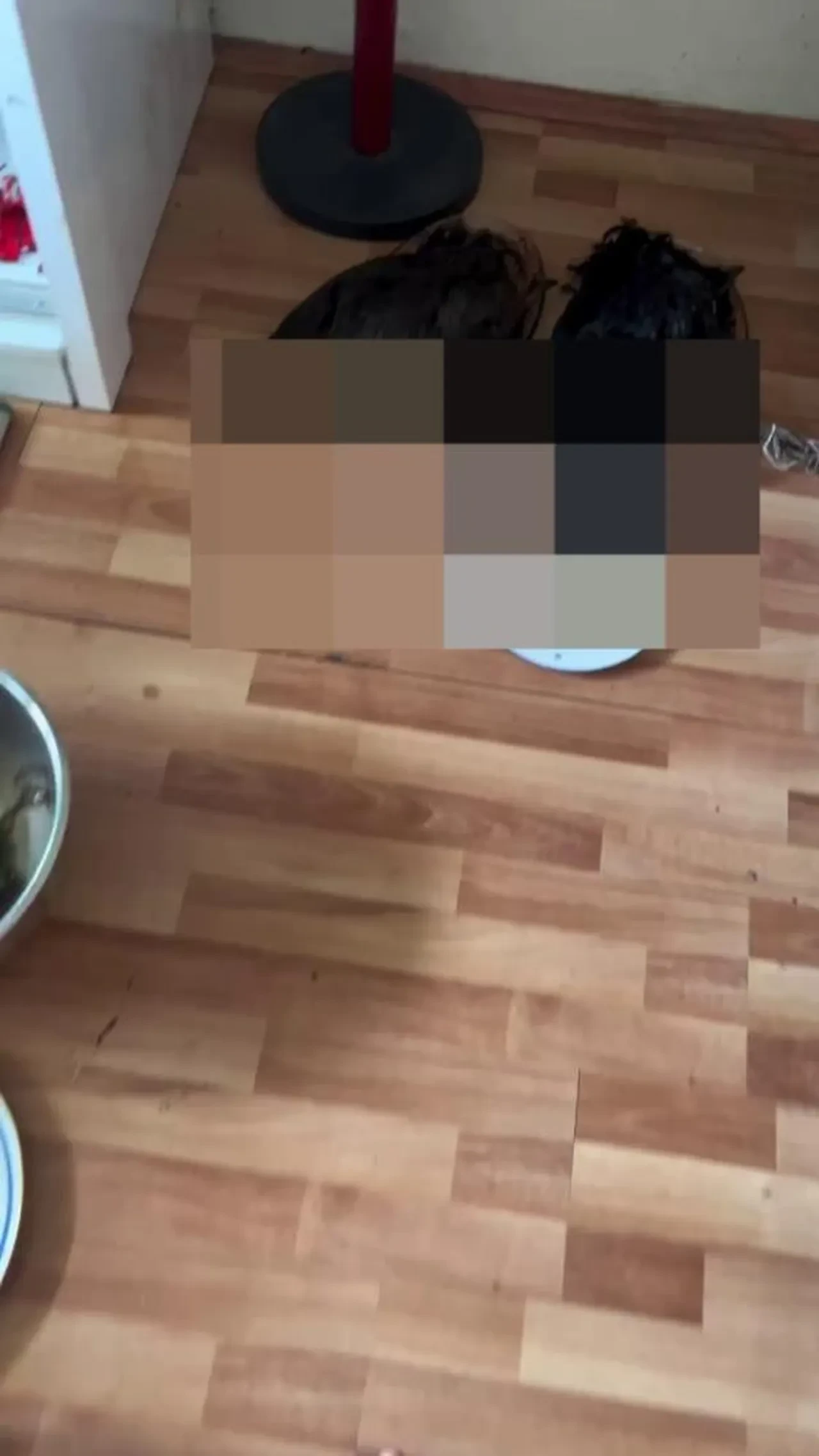 Sözde ayin için hayvanları katletti! Vahşetin görüntülerini sosyal medyada paylaştı