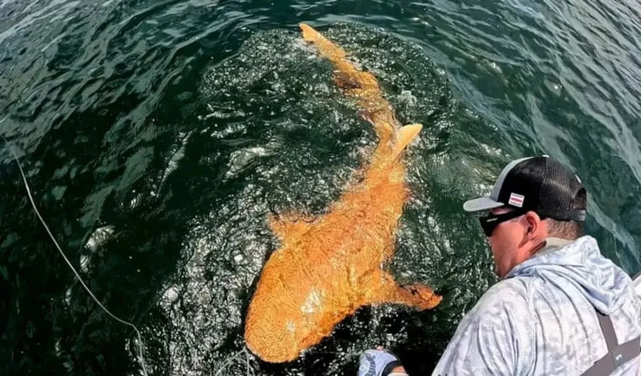 Turuncu köpek balığı şoke etti! Uzmanlar sebebini açıkladı