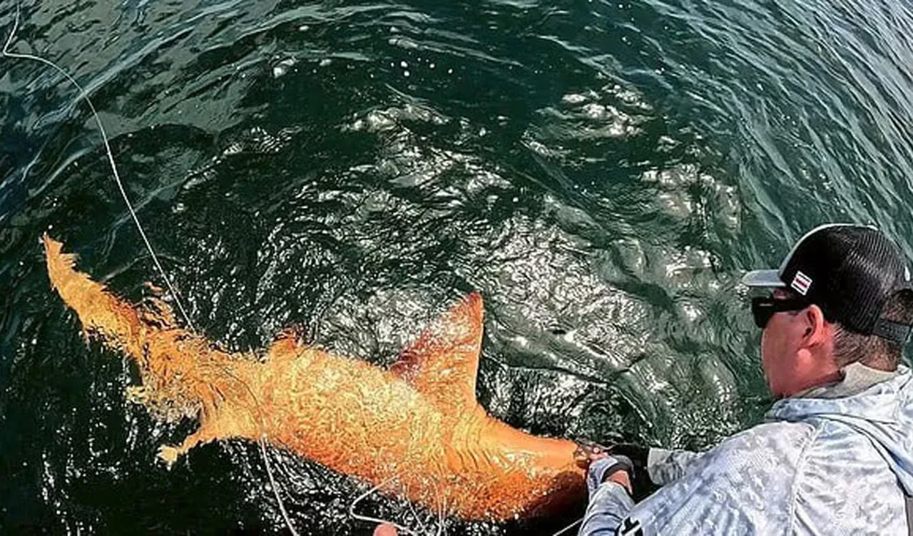 Turuncu köpek balığı şoke etti! Uzmanlar sebebini açıkladı