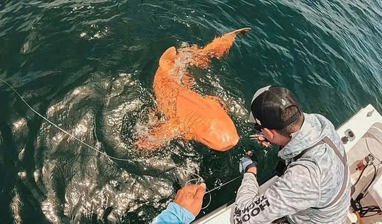 Turuncu köpek balığı şoke etti! Uzmanlar sebebini açıkladı