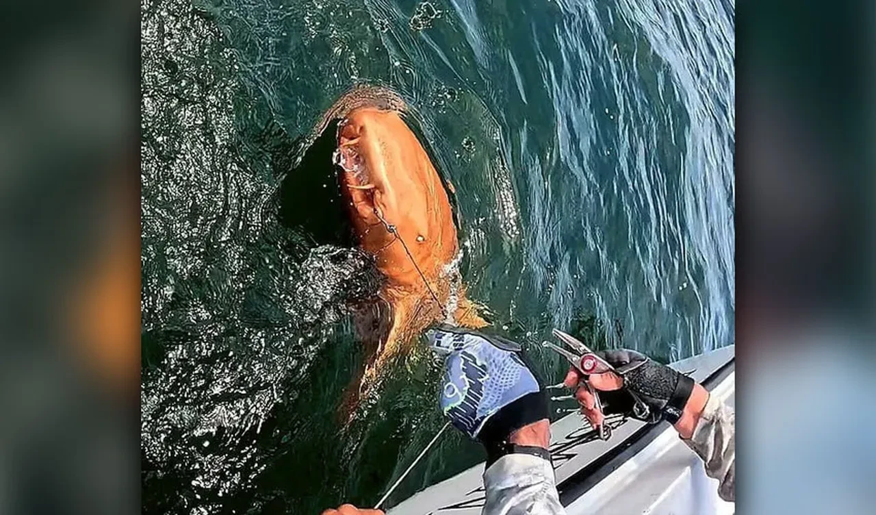 Turuncu köpek balığı şoke etti! Uzmanlar sebebini açıkladı
