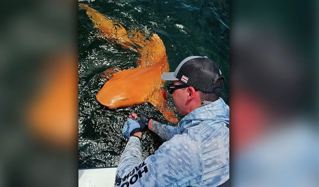 Turuncu köpek balığı şoke etti! Uzmanlar sebebini açıkladı