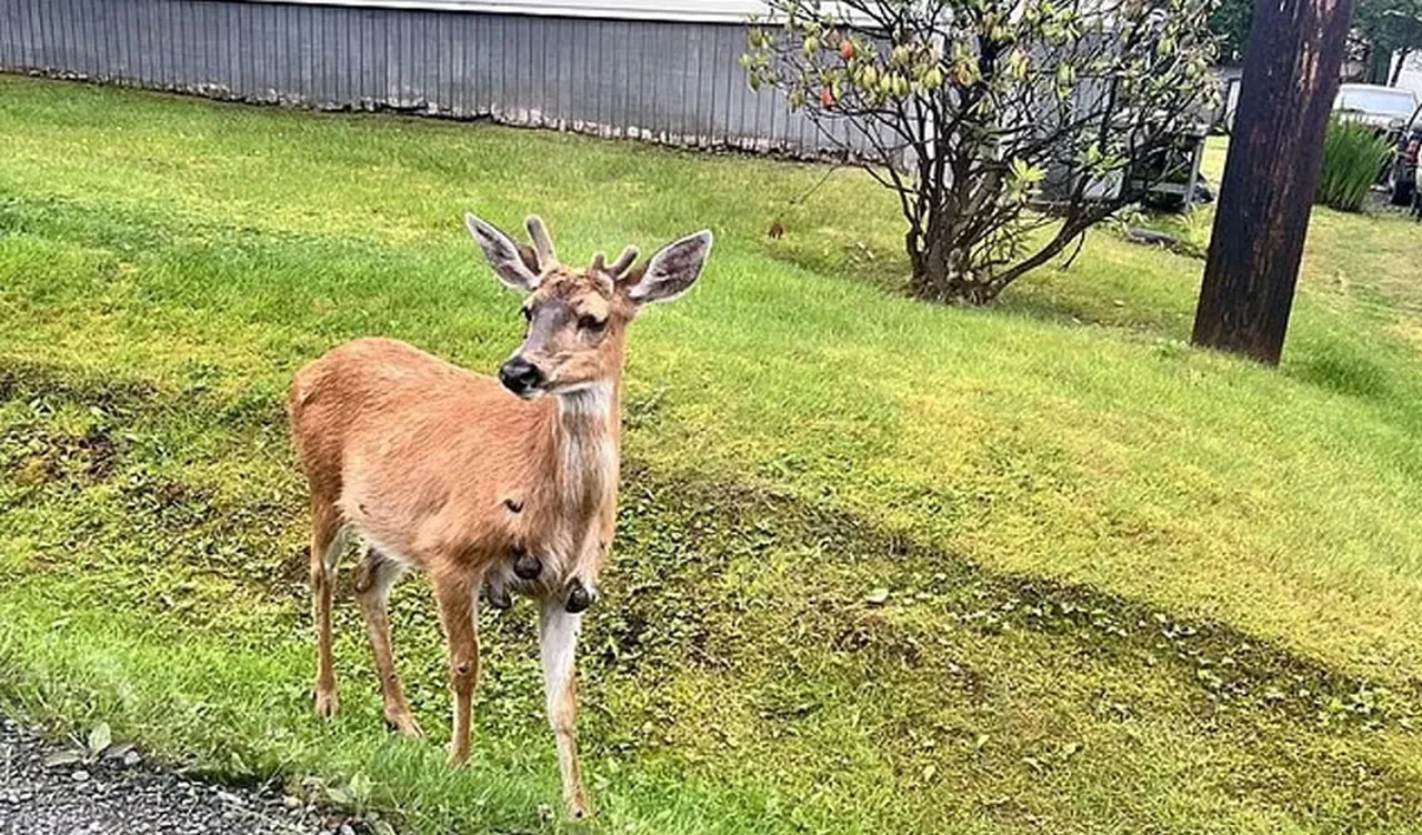 Bu hastalık her hayvana bulaşıyor! Tavşanlar, sincaplar ve şimdi de 'mutant' geyikler